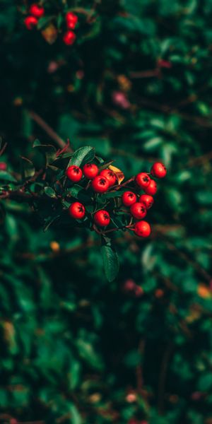 Amazing Rowan Berries Amidst Lush Greenery