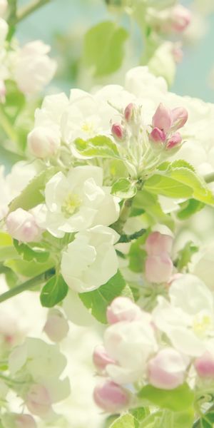 Charming Pastel Floral Mobile Wallpaper Featuring Delicate Earthy Blooms