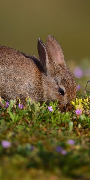 Phone wallpaper: Blur, Close Up, Animal, Spring, Rabbit free download