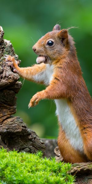 Phone wallpaper: Squirrel, Blur, Close Up, Animal, Moss, Rodent free download