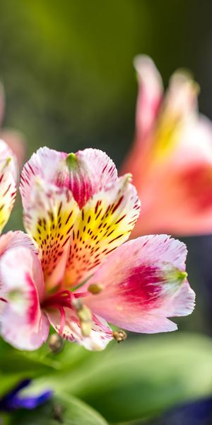 Phone wallpaper: Nature, Flowers, Flower, Blur, Earth, Purple Flower, Pink Flower free download