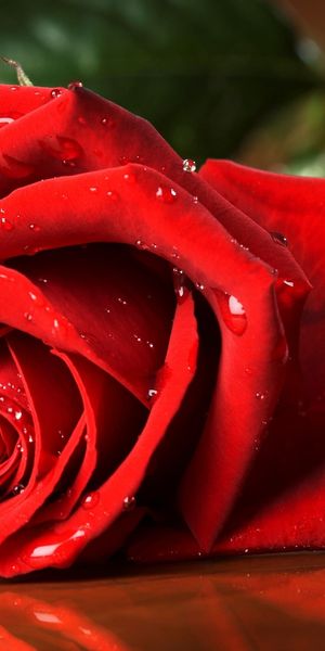 Phone wallpaper: Flowers, Rose, Earth free download