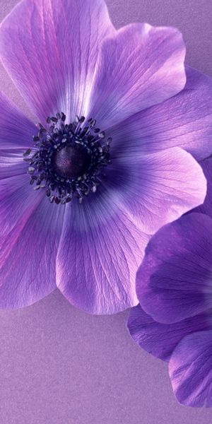 Beautiful HD Wallpaper Featuring Vibrant Purple Flowers on a Soft Background
