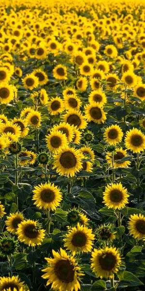 Vibrant Sunflower Field Wallpaper for Nature Lovers