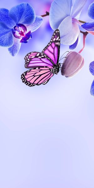 Enchanting Orchid and Butterfly Wallpaper for a Serene Atmosphere