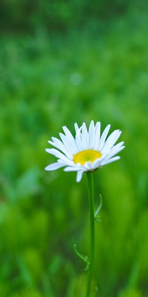 Beautiful 4K phone wallpaper featuring a single chamomile flower in lush greens