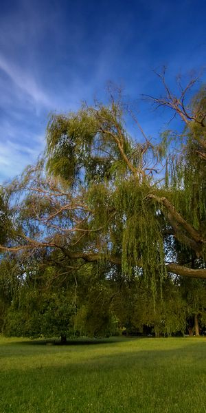 Phone wallpaper: Trees, Leaf, Field, Photography, Tree, Forest, Grass, Earth, Cloud, Sky, Landscape