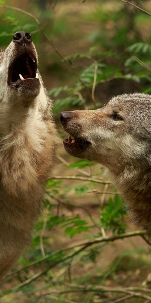 Phone wallpaper: Blur, Close Up, Wolf, Animal, Howling, Wolves free download