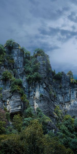 Phone wallpaper: Piopio, Trees, Grass, Rocks, Stones, Nature, New Zealand free download