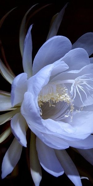 Beautiful phone wallpaper featuring a white flower and cactus elements