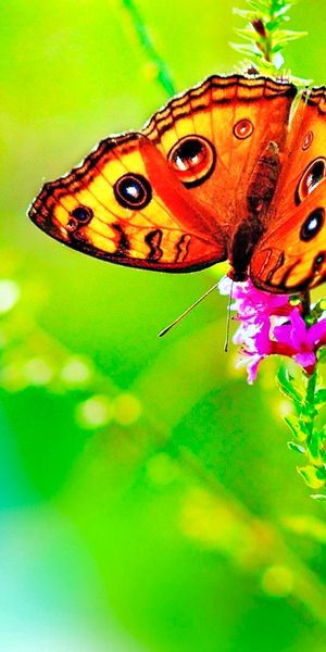 Vibrant Butterfly Sitting on Colorful Flowers in Spring