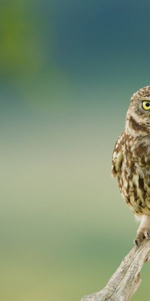 Phone wallpaper: Birds, Owl, Bird, Blur, Animal free download