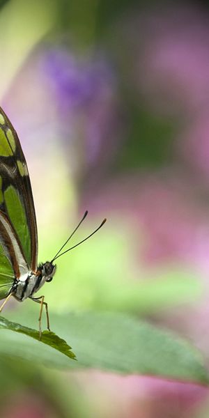 Phone wallpaper: Blur, Insect, Butterfly, Animal, Bokeh free download