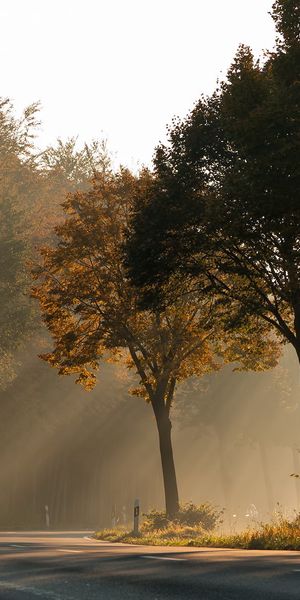 Scenic Autumn Road Bathed in Golden Light