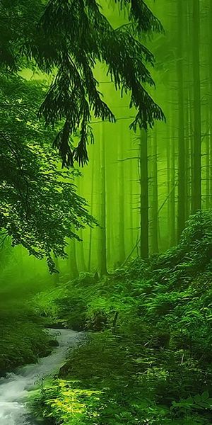 Serene Green Forest Stream - Perfect Mobile Wallpaper