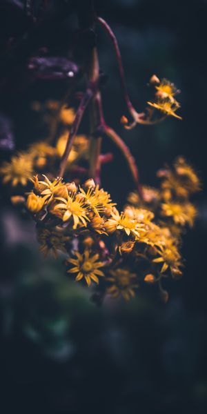 Phone wallpaper: Smooth, Macro, Flowers, Flowering, Bloom, Blur free download