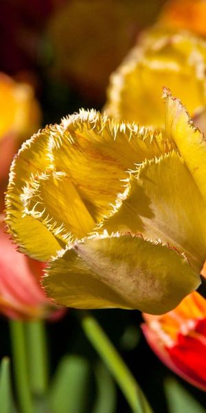 Phone wallpaper: Flowers, Petals, Branch, Tulip free download