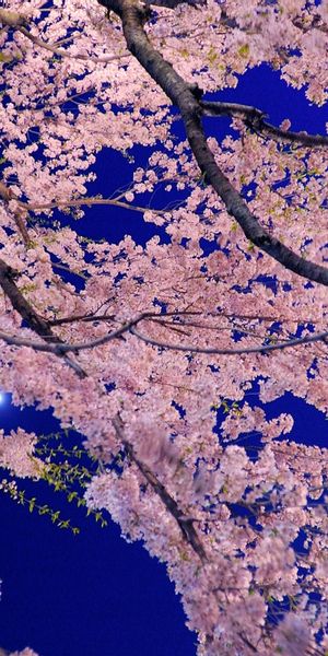 Phone wallpaper: Trees, Pastel, Tree, Earth free download