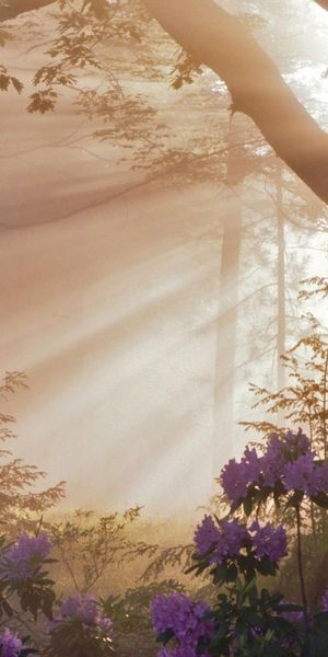 Phone wallpaper: Plants, Flowers, Trees, Sun free download