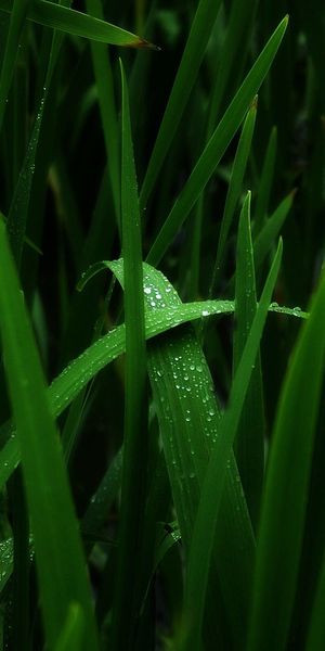 Dewy Green Grass - Nature's Beauty in Macro