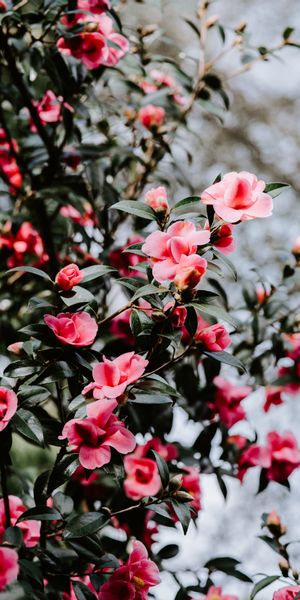 Vibrant Blooming Geranium Bush for Your Phone Wallpaper
