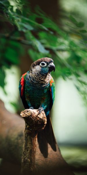 Phone wallpaper: Animals, Branch, Motley, Multicolored, Bird, Parrots free download