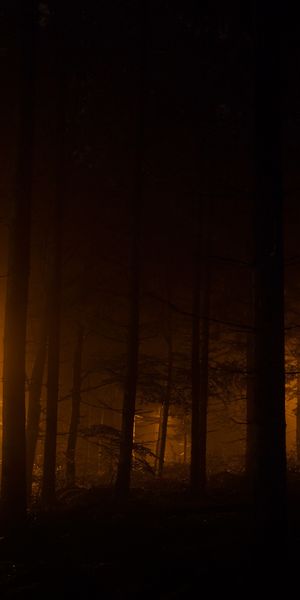 Enigmatic Dark Forest with Mystical Glow