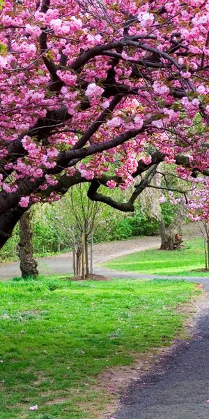 Cherry Blossom Pathway - A Serene Nature Escape