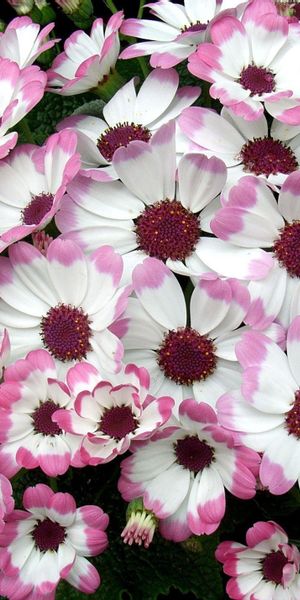 Vibrant Bicolor Cineraria Flower Bed Wallpaper in 4K Quality