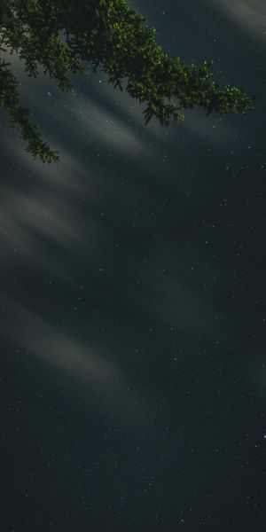 Breathtaking Night Sky with Stars and Nature Branches