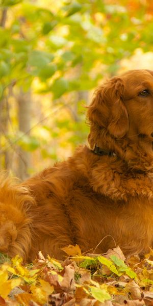 Phone wallpaper: Dogs, Dog, Blur, Fall, Animal, Golden Retriever free download