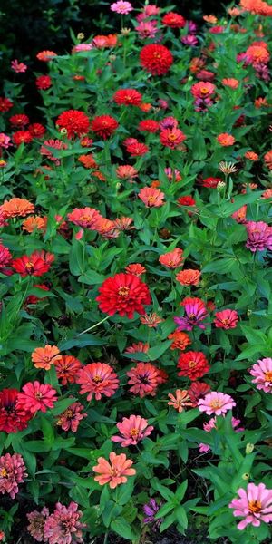 Phone wallpaper: Zinnias, Greens, Flowerbed, Flowers, Cincinnati, Flower Bed, Multicolored free down