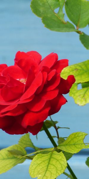 Phone wallpaper: Flowers, Petals, Bud, Flower, Rose Flower, Rose free download
