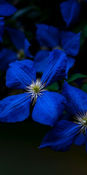 Phone wallpaper: Big Plan, Plant, Flowers, Bloom, Flowering, Close Up free download