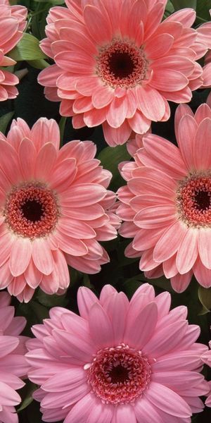 Beautiful gerbera flower wallpaper: a burst of pink for your phone