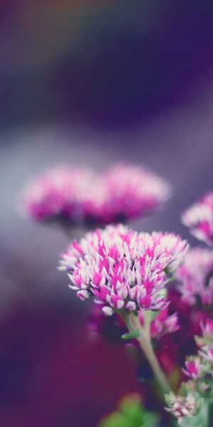 Phone wallpaper: Smooth, Macro, Flower, Blur free download