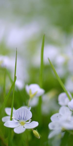 Phone wallpaper: Small, Polyana, Greens, Flowers, Glade, Summer free download
