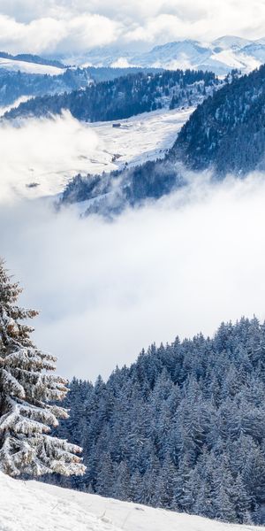 Phone wallpaper: Fir, Spruce, Clouds, Snow, Forest, Hills, Nature free download
