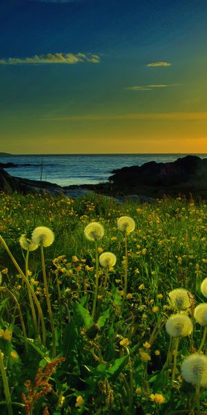 Beautiful Sunset and Dandelions in a Vibrant Flower Field