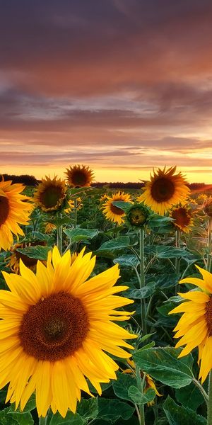 Breathtaking Sunflower Field Under a Gorgeous Sunset