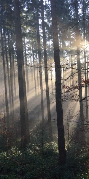 Enchanting 4K Forest Wallpaper: Sunlight and Fog in Nature's Embrace