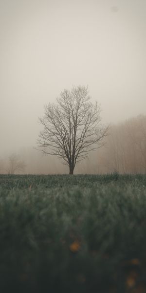 Beautiful Foggy Landscape Featuring a Lone Tree