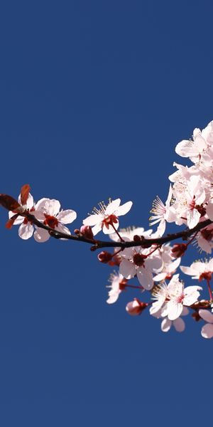 Beautiful Blossom Branch with Pink Flowers Against a Blue Sky
