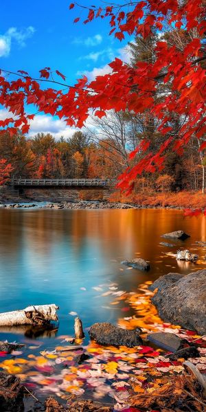 Autumn Serenity at the Lake with Red Leaves