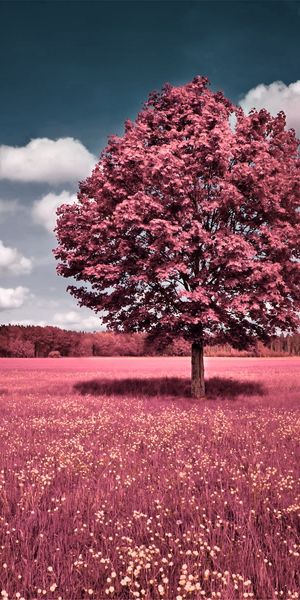 Vibrant Pink Tree Surrounded by Colorful Field - Mobile Wallpaper