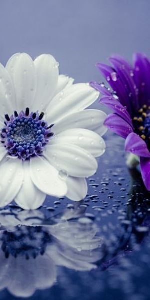 Beautiful close-up of daisy and purple flower with water drops - phone wallpaper