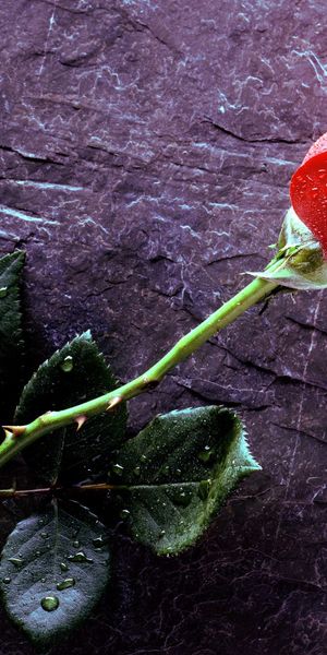 Phone wallpaper: Red Rose, Flowers, Flower, Rose, Earth free download