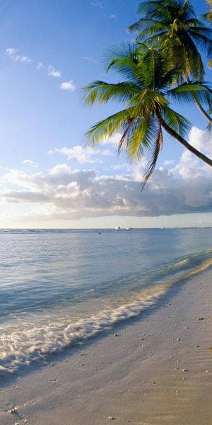 Beautiful Beach with Palm Trees and Ocean Waves