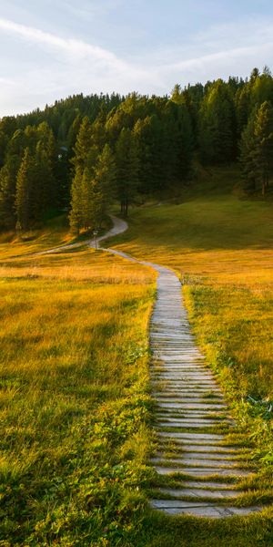 Beautiful Scenic Pathway Through the Forest