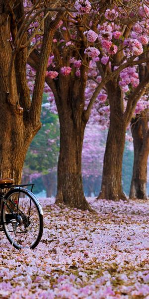 Charming Mobile Wallpaper of a Bicycle Surrounded by Spring Blossoms